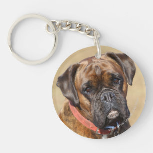 Chien Brindle de boxeur