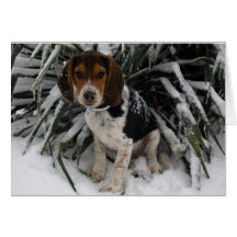 Chien Chien Chien Chien Chien Chien Chien Beagle C