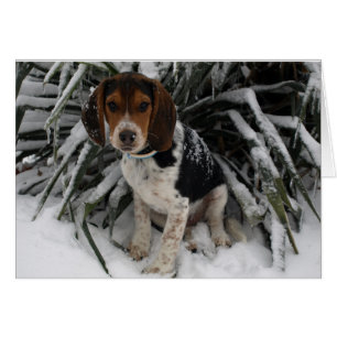 Chien Chien Chien Chien Chien Chien Chien Beagle C