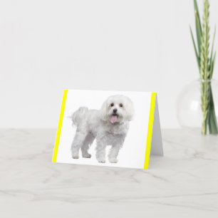 Chien chiot maltais blanc Carte pour notes jaune