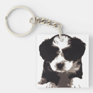 Chien chiot maltais noir et blanc