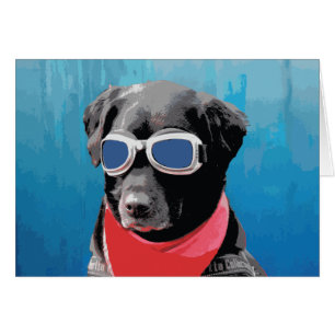 Chien cool Black Lab Bandana Bleu Goggets