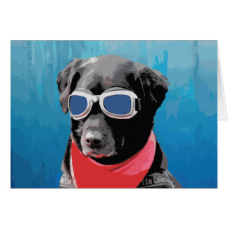 Chien cool Black Lab Bandana Bleu Goggets