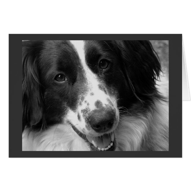 Chien cool, calme et reposant (Devant horizontal)