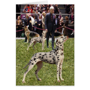 Chien dalmatien drôle d'exposition