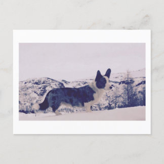 Chien dans la neige Carte postale de vacances