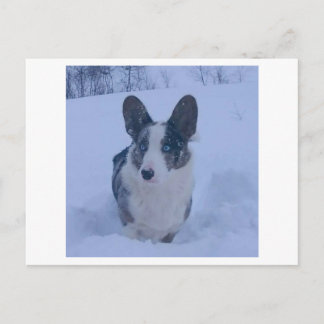 Chien dans la neige Carte postale de vacances