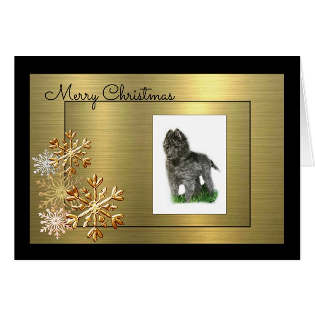 Chien de berger belge (Devant Horizontal)