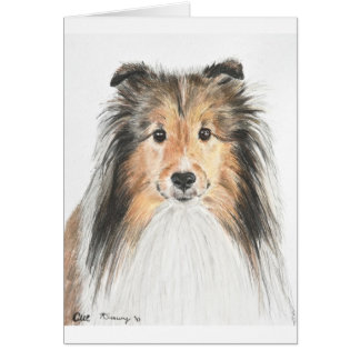 Chien de berger de Shetland