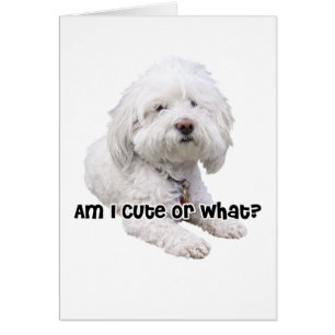 Chien de Bichon Frise