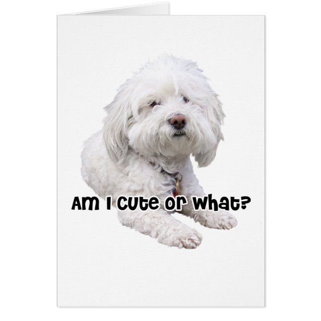 Chien de Bichon Frise (Devant)