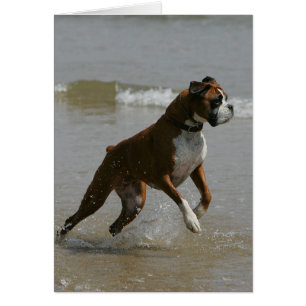 Chien de boîte dans l'eau