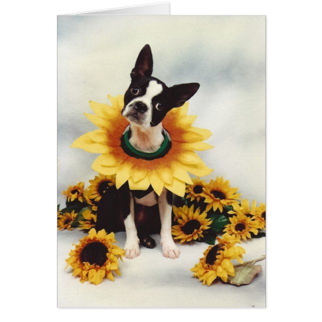 Chien de Boston Bull Terrier (Devant)