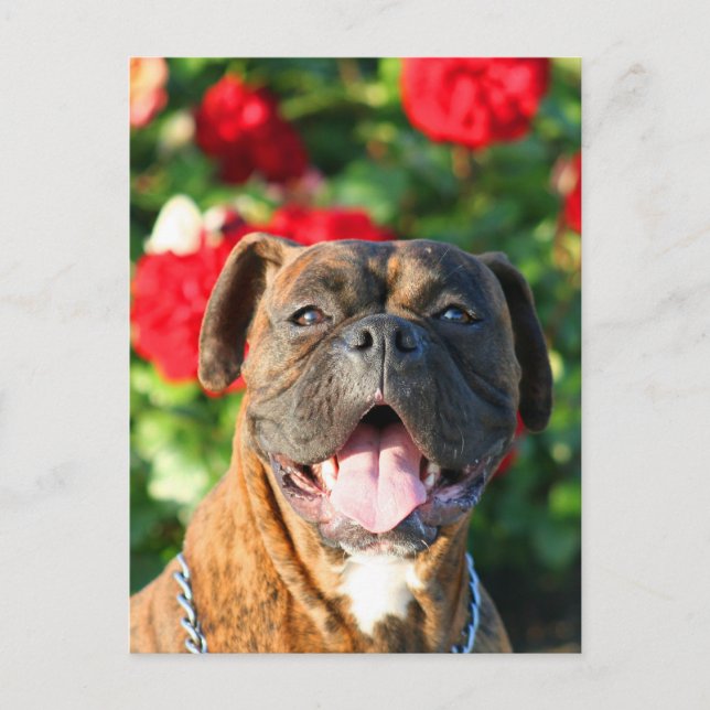 Chien de boxe Brindle Carte postale (Devant)