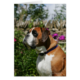 Chien de boxe dans les fleurs