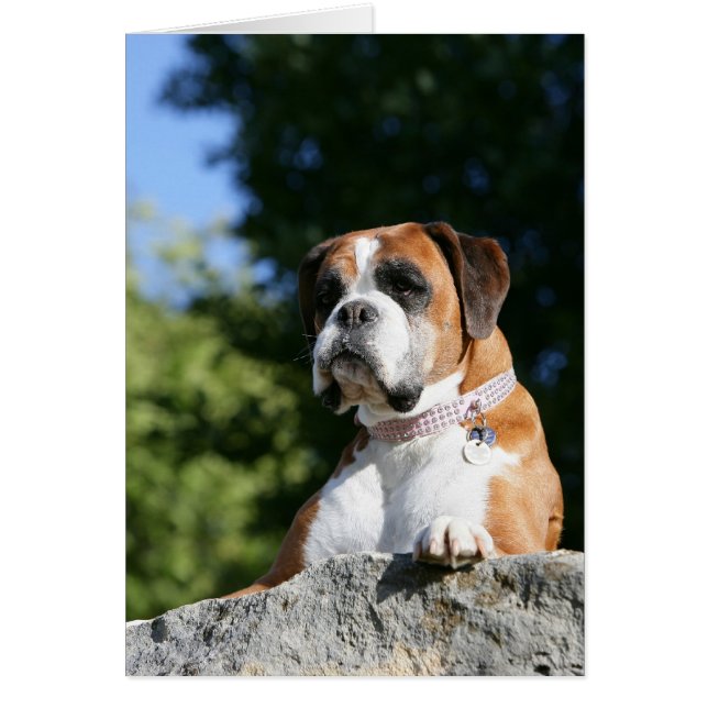 Chien de boxe posé sur un rocher (Devant)