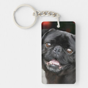 Chien de carlin de Noël