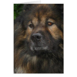 Chien de château