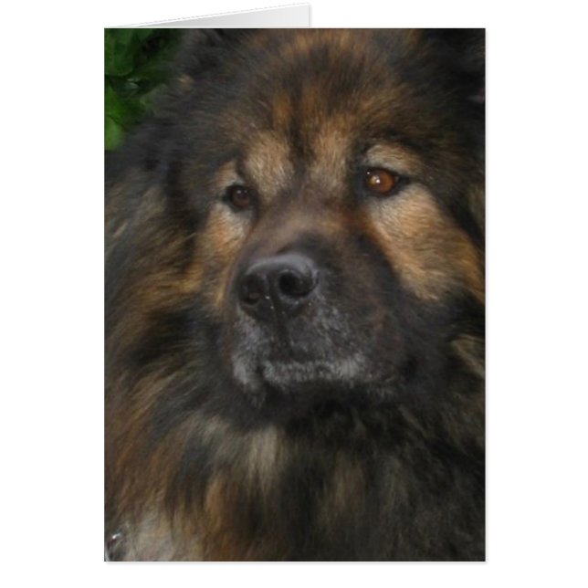 Chien de château (Devant)