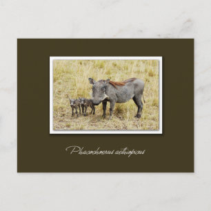 Chien de guerre avec des porcelets cartes postales