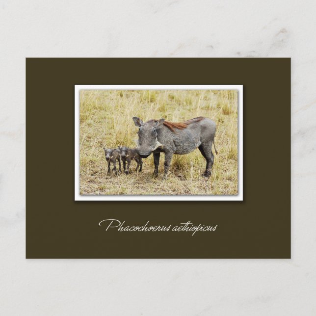 Chien de guerre avec des porcelets cartes postales (Devant)