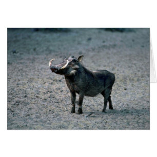 Chien de guerre - Gros sanglier