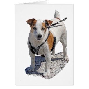 Chien de Jack Russell