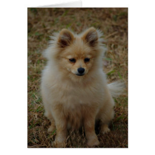Chien de jouet de chien de race mignonne de chien