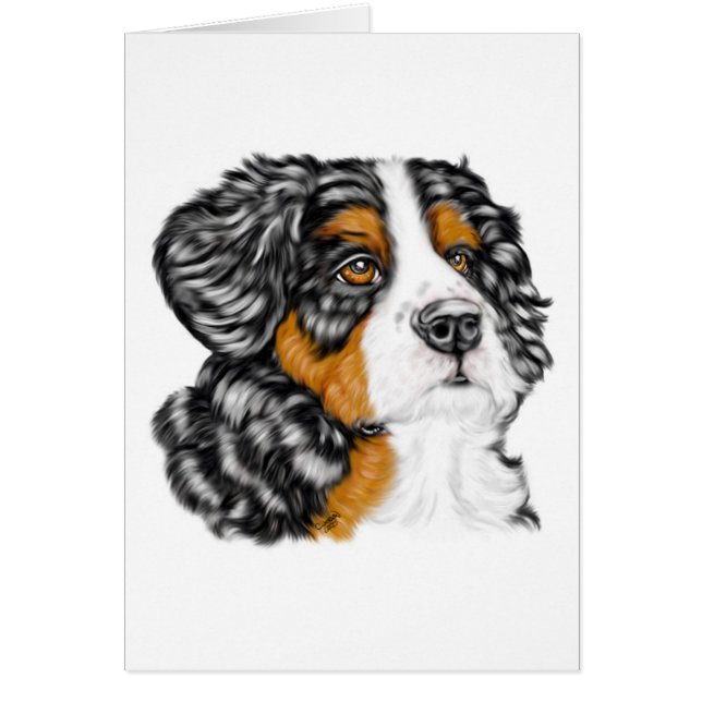 Chien de montagne bernois (Devant)