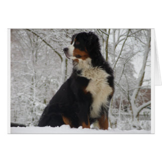 Chien de montagne bernois