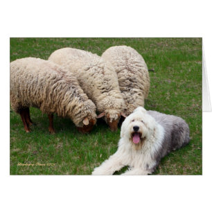 Chien de moutons anglais