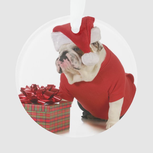 Chien de Père Noël - bouledogue anglais habillé (devant)