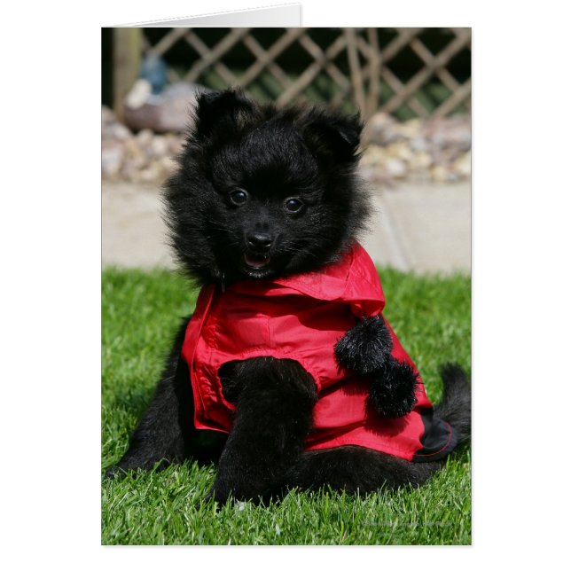 Chien de Poméranie Noire regardant la caméra (Devant)