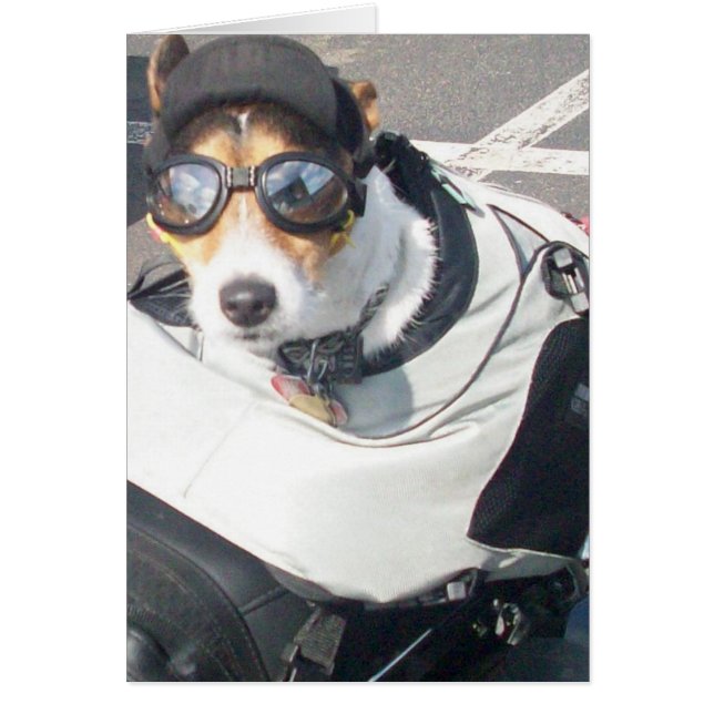 Chien de porc (Devant)