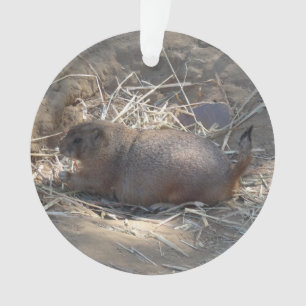 Chien de prairie à queue noire # Ornement