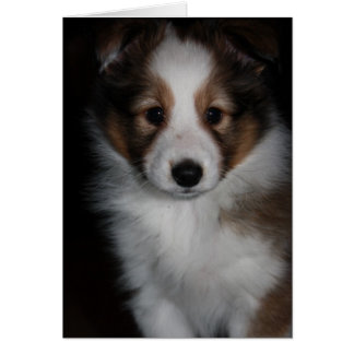 Chien de Shetland Chien Chien Chien Chien Chien Ch