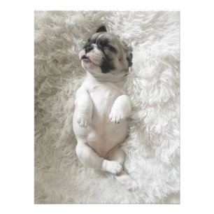 Chien de taureau Sleepy Grande photo