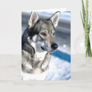 Chien de traîneau dans la carte de voeux de neige