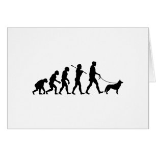 Chien de traîneau sibérien