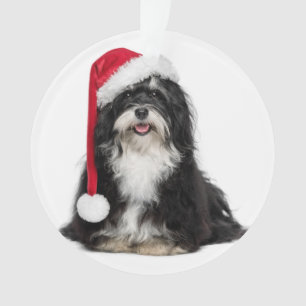 Chien drôle de Havanese de Noël avec le casquette