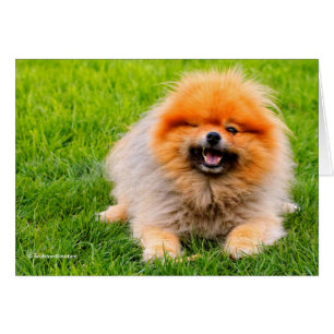 Chien drôle qui cligne de l'œil en riant