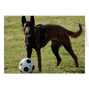 Chien du football