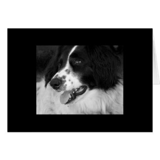 Chien en en attente avec excitation