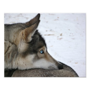 Chien enroué avec la photo d'yeux bleus