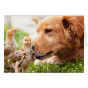 Chien et poussin