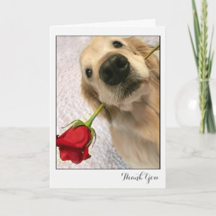 Chien Golden Retriever avec Merci Rose rouge
