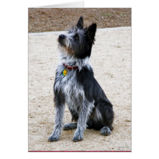 Chien grossier