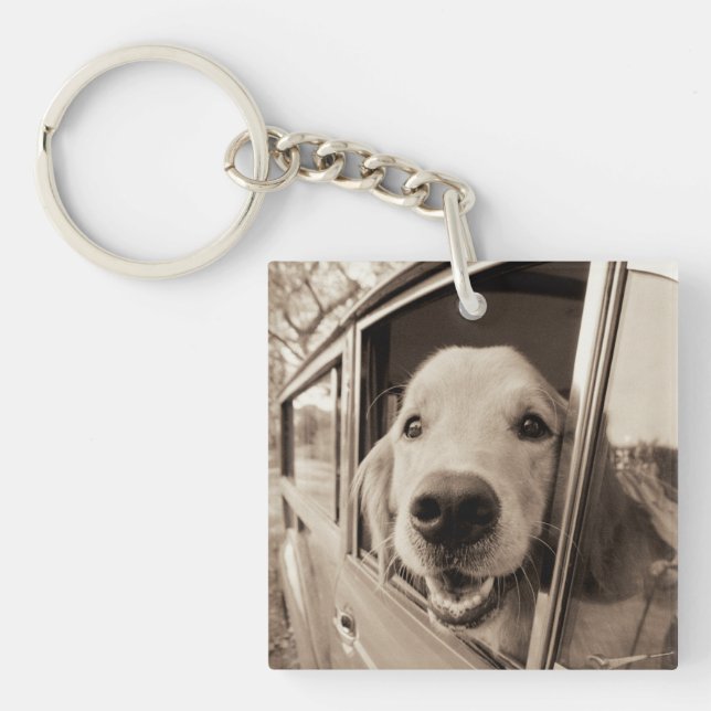 Chien jetant un coup d'oeil une fenêtre de voiture (Devant)