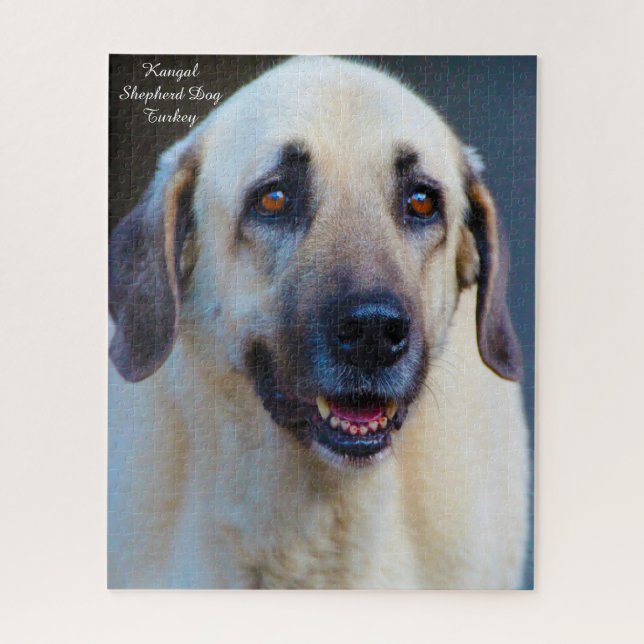 Chien Kangal. Puzzle (Vertical)
