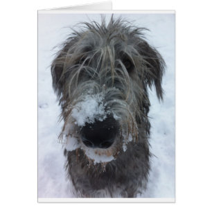 chien-loup irlandais jouant dans la neige
